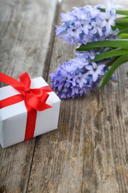 Mavi sümbül ve tebrik kartı 