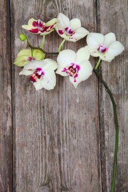 Orkide (Phalaenopsis) ahşap arka plan üzerinde