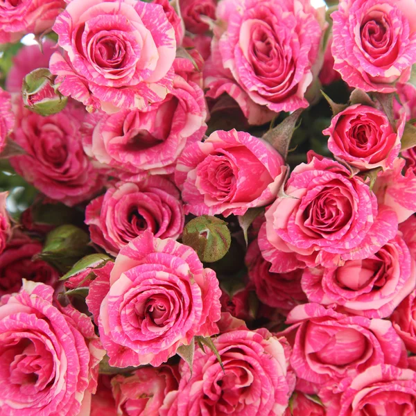 Bouquet of pink roses — Stock Photo, Image