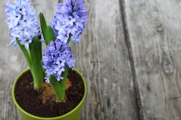 Blaue Hyazinthen — Stockfoto