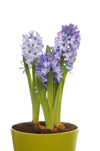 Modré hyacinty — Stock fotografie