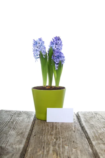 Modré hyacinty — Stock fotografie