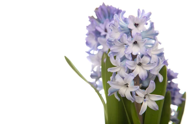 Modré hyacinty — Stock fotografie