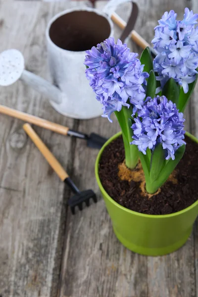 Giacinti blu e attrezzi da giardino — Foto Stock