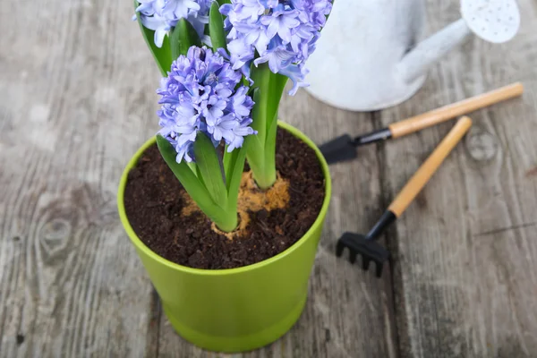 Blaue Hyazinthen und Gartengeräte — Stockfoto