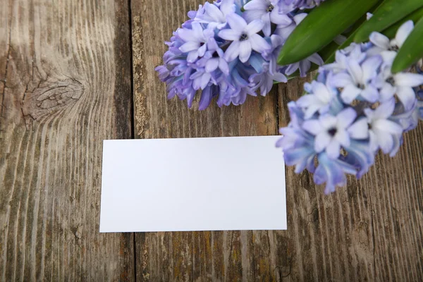 Blue hyacinths — Stock Photo, Image