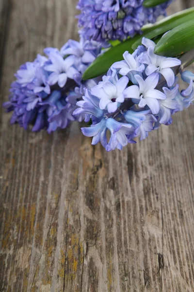 Modré hyacinty — Stock fotografie