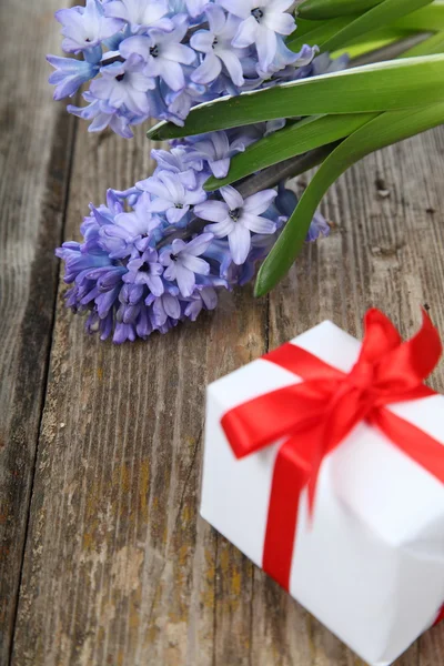 Modrý Hyacint a blahopřání — Stock fotografie