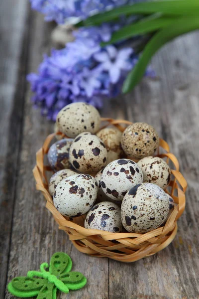 Easter composition with quail eggs and hyacinth — Stock Photo, Image