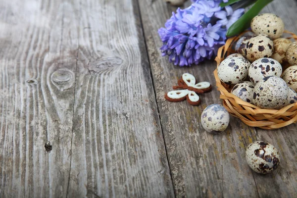 Easter composition with quail eggs and hyacinth — Stock Photo, Image