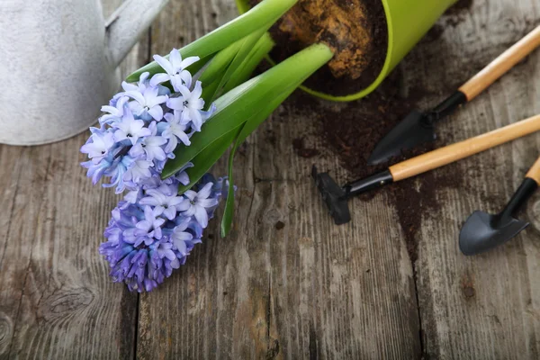 Jacinthes bleues et outils de jardin — Photo