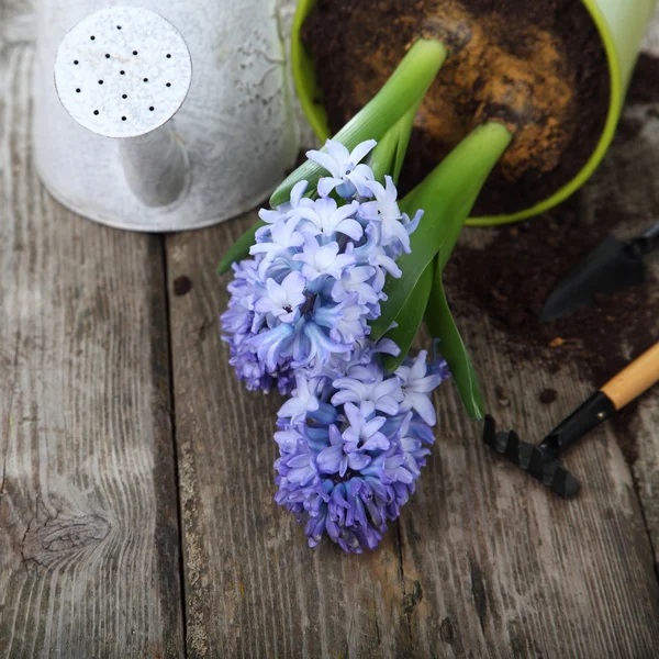 Blauwe hyacinten en tuingereedschap — Stockfoto