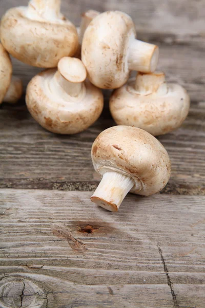 Funghi — Foto Stock