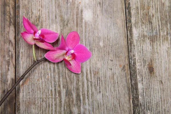 Orchid(Phalaenopsis ) on a wooden background — Stock Photo, Image