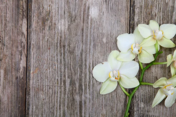 Orkide (Phalaenopsis) ahşap arka plan üzerinde