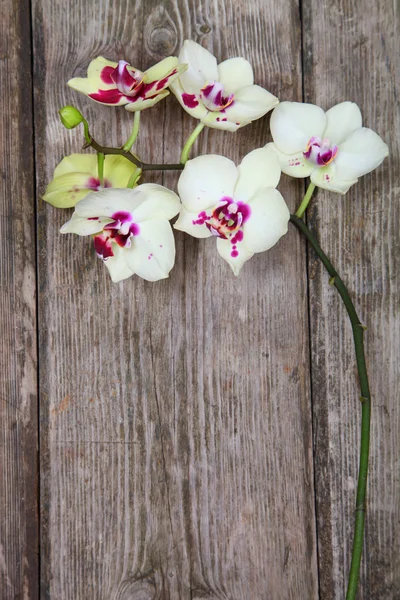 Orchid(Phalaenopsis ) on a wooden background — Stock Photo, Image