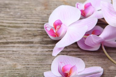 (phalaenopsis orkide ) 