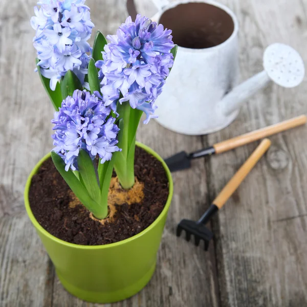 Jacinthes bleues et outils de jardin — Photo