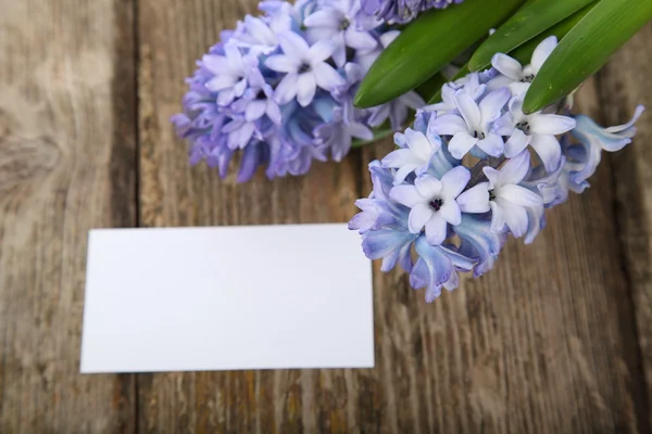 Blue hyacinths — Stock Photo, Image