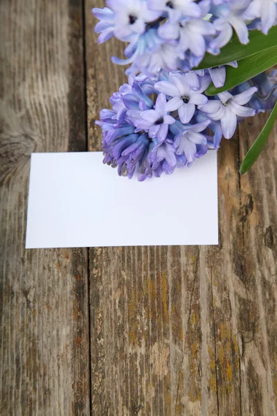 Blue hyacinths — Stock Photo, Image