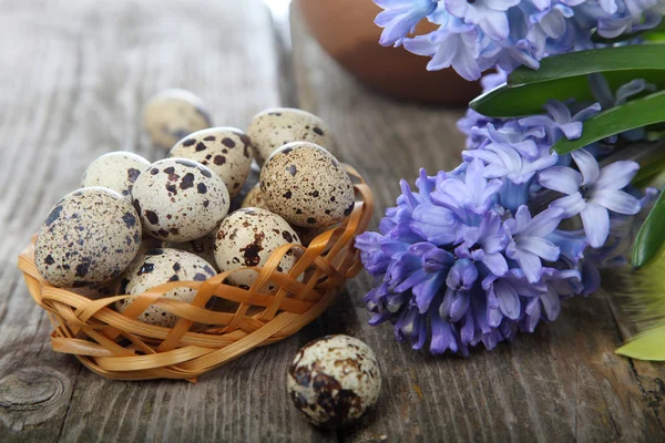 Easter composition with quail eggs and hyacinth — Stock Photo, Image
