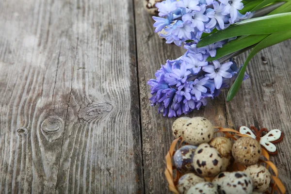 Easter composition with quail eggs and hyacinth — Stock Photo, Image