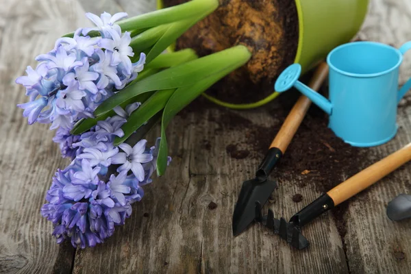 Jacintos azules y herramientas de jardín — Foto de Stock