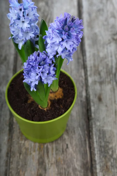 Blaue Hyazinthen im Topf — Stockfoto