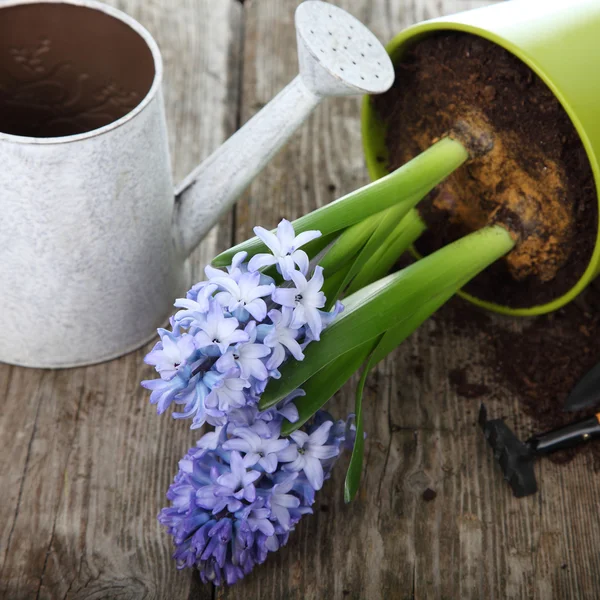 Blauwe hyacinten en tuingereedschap — Stockfoto