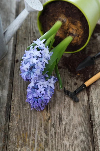 Blauwe hyacinten en tuingereedschap — Stockfoto