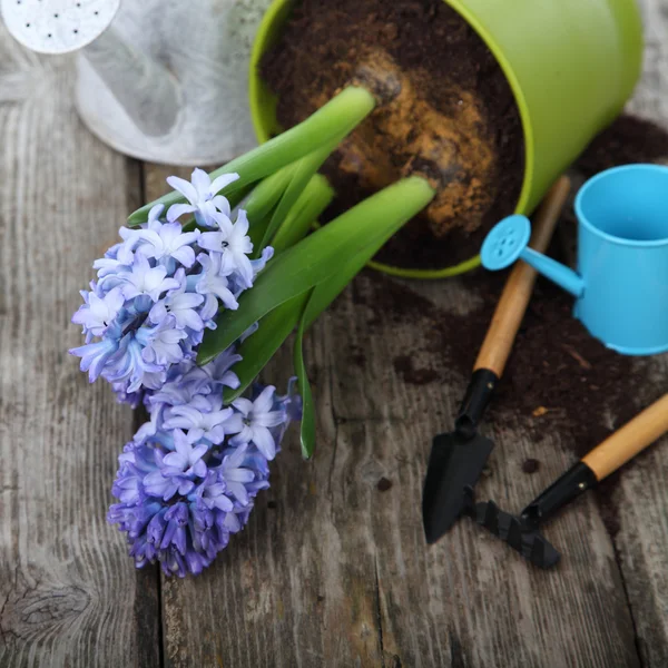 Blauwe hyacinten en tuingereedschap — Stockfoto