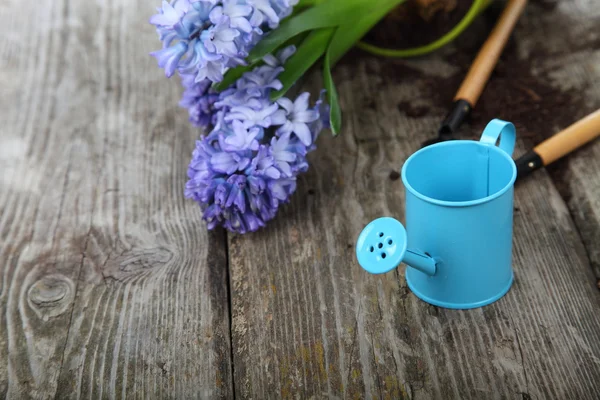 Jacintos azules y herramientas de jardín — Foto de Stock