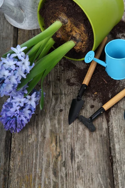 Giacinti blu e attrezzi da giardino — Foto Stock