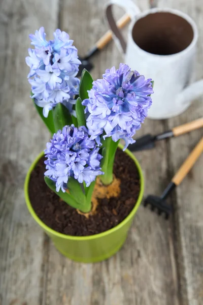 Jacintos azuis e ferramentas de jardim — Fotografia de Stock