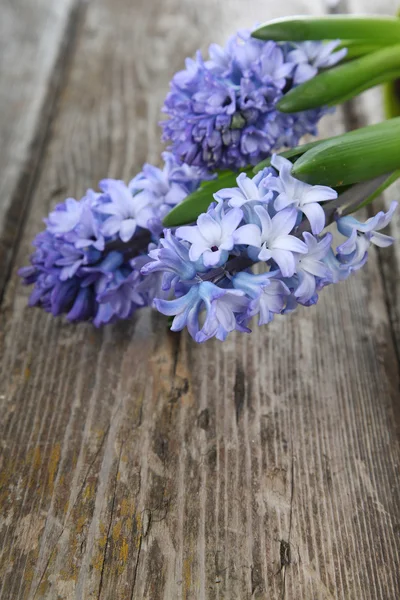 Modré hyacinty — Stock fotografie