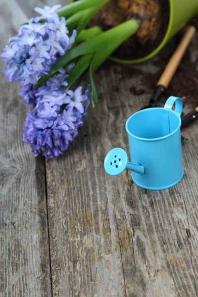 Blå hyacinter och trädgårdsredskap — Stockfoto