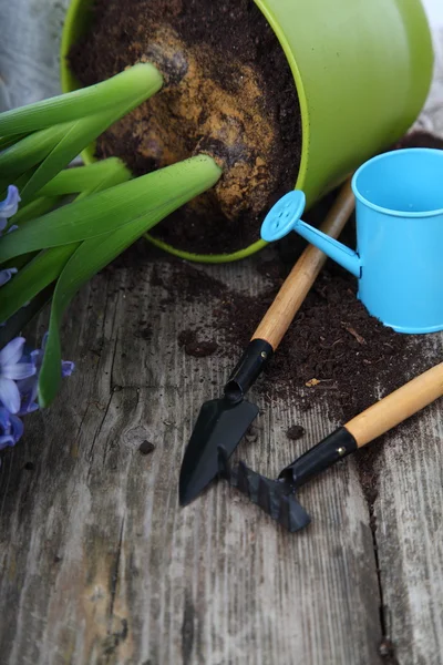 Blå hyacinter och trädgårdsredskap — Stockfoto