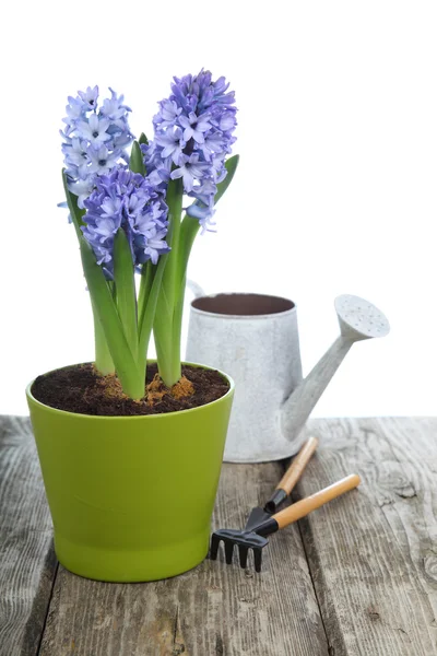 Giacinti blu e attrezzi da giardino — Foto Stock