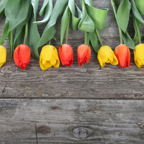 Border of  tulips — Stock Photo, Image