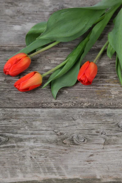 Kytice oranžových tulipánů — Stock fotografie