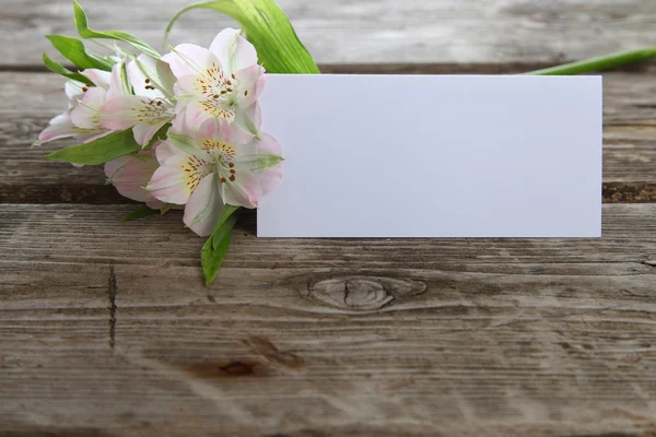 White alstroemeria — Stock Photo, Image