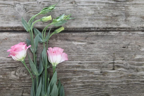 Rosa Eustoma — Stockfoto