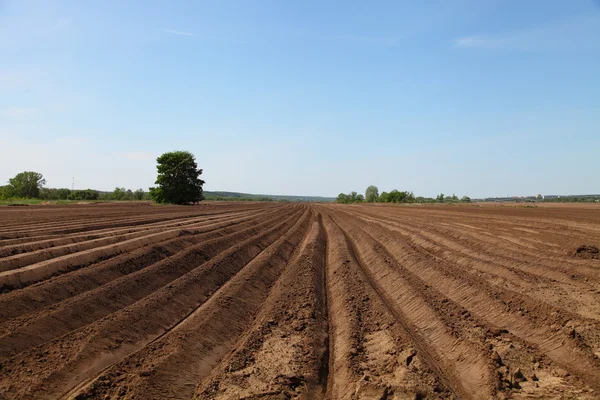Plowed field in spring day — Stock Photo, Image