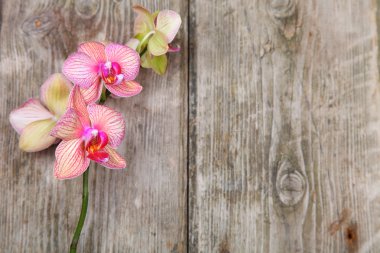 Orkide (Phalaenopsis) ahşap arka plan üzerinde 