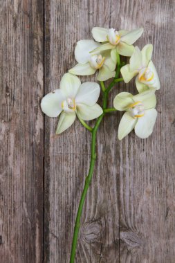 Orkide (Phalaenopsis) ahşap arka plan üzerinde 