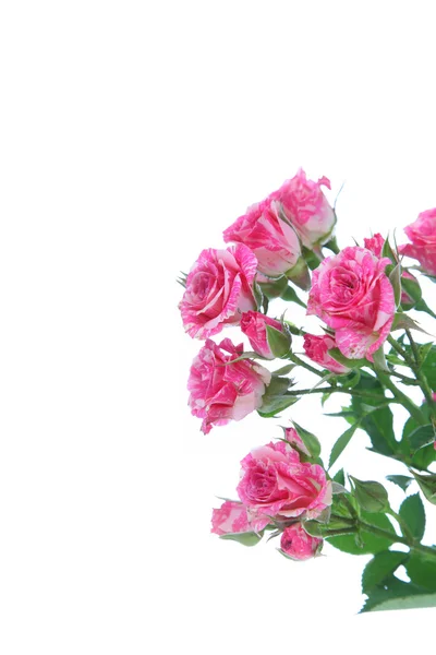 Ramo de rosas rosadas — Foto de Stock