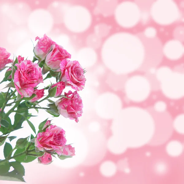 Bouquet of pink roses — Stock Photo, Image