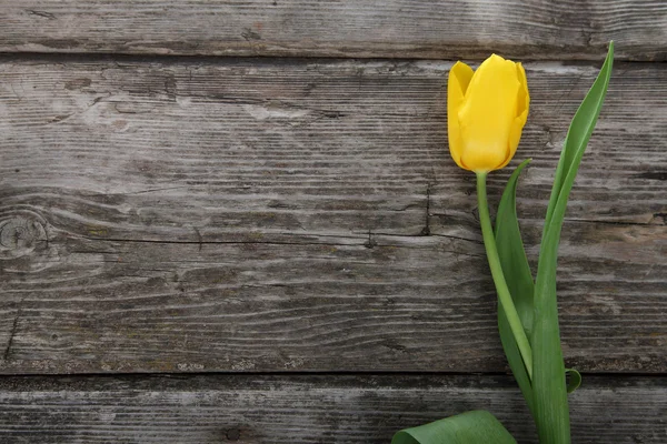 Gele tulp — Stockfoto