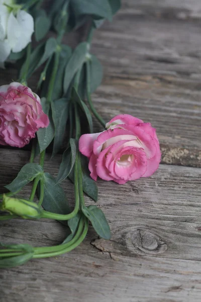 Pembe eustoma — Stok fotoğraf