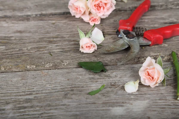 Bouquet de roses roses et sécateurs — Photo